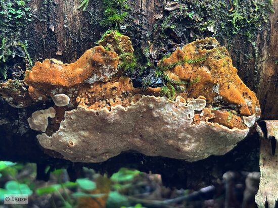 Rigidoporus crocatus